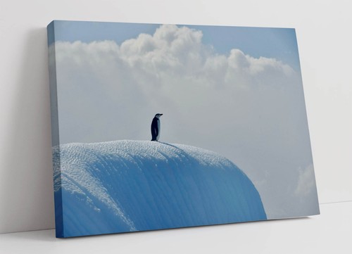 Lone penguin standing - in, snow