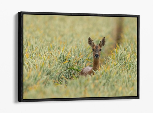 Deer standing tall - tall, grass